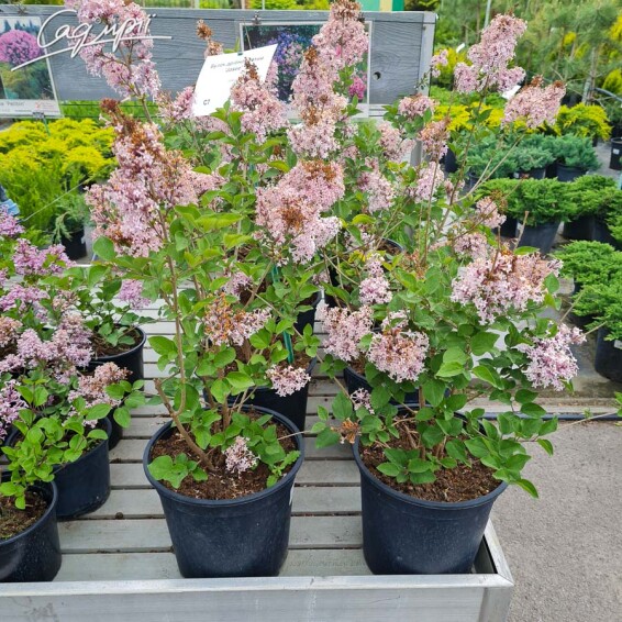 Бузок дрібнолистий 'Josee' #1, C7 40-50 - 2