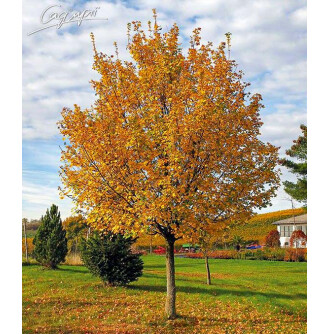 Клен польовий 'Red Shine'