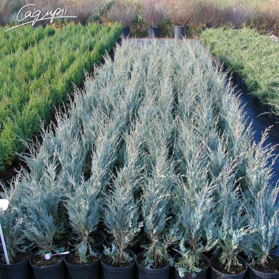 Ялівець скельний 'Moonglow' - 1