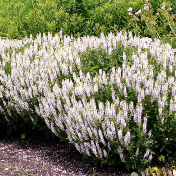 Шавлія лісова 'Schneehugel', C3 - - 3