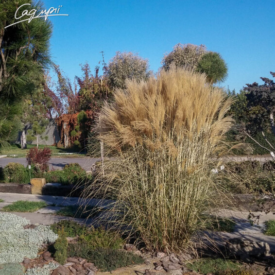 Міскантус 'Kleine Silberspinne' - 1