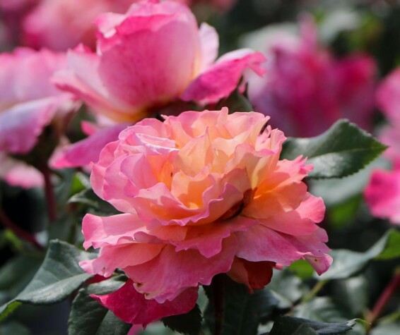 Роза английская парковая 'Augusta Luise' - 4