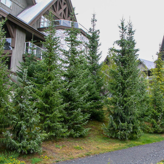 Ялина сербська - 1