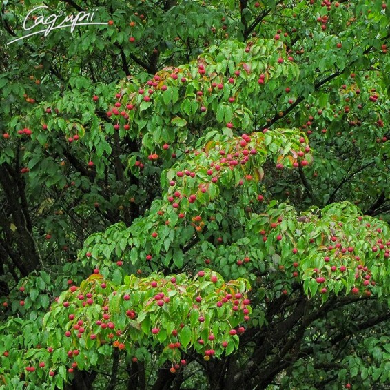 Дерен Коуза - 6 Дерен Коуза - 6