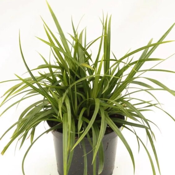 Осока Моррова 'Irish Green' - 4