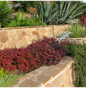 Барбарис Tунберга 'Atropurpurea Nana'