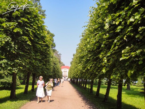 Липа серцелиста - 4