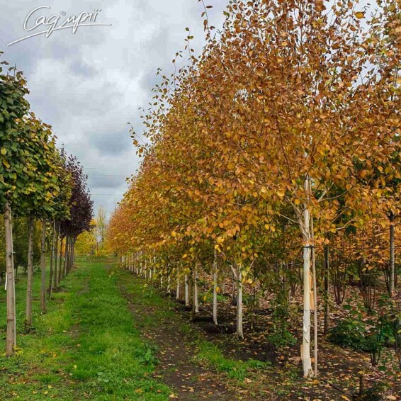 Береза гімалайська 'Doorenbos' #11, WRB 10--12 500+ St. 1/2 - 12