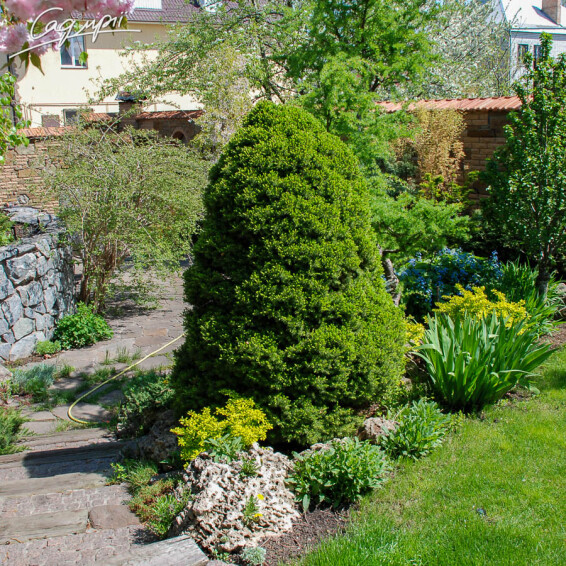 Ялина сиза 'Conica' - 6 Ялина сиза 'Conica' - 6