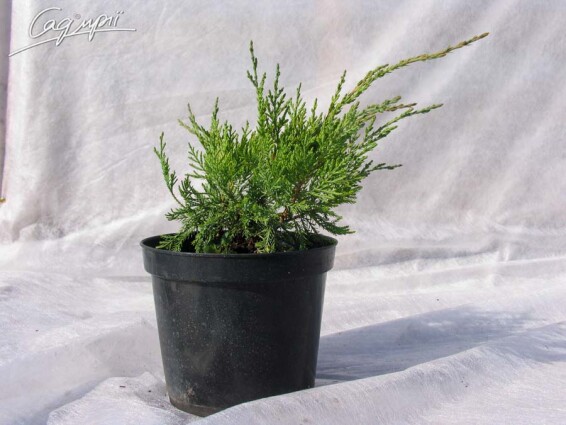 Можжевельник виргинский 'Hetz' #7, WRB - - 1