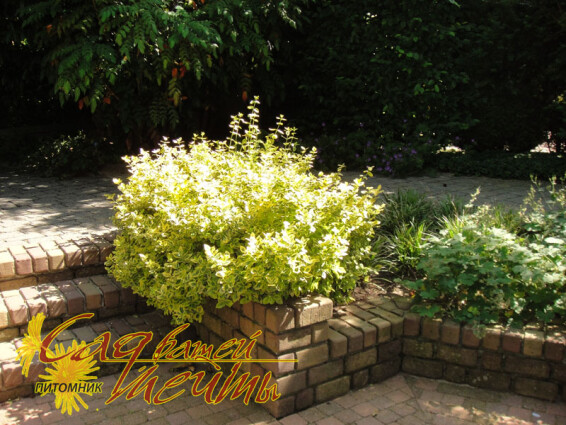 Бересклет форчуна 'Emerald Gold', штамбовая форма - 1