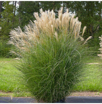 Мискантус китайский 'Gracillimus'