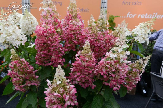 Гортензия метельчатая 'Magical Fire'® #3, C2 100-125 - 1