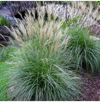 Мискантус китайский 'Adagio'