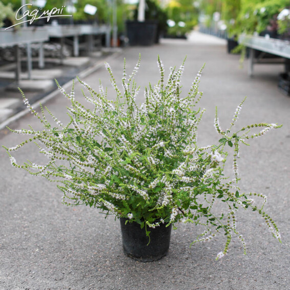 Мята перечная 'Strawberry' - 3 Мята перечная 'Strawberry' - 3