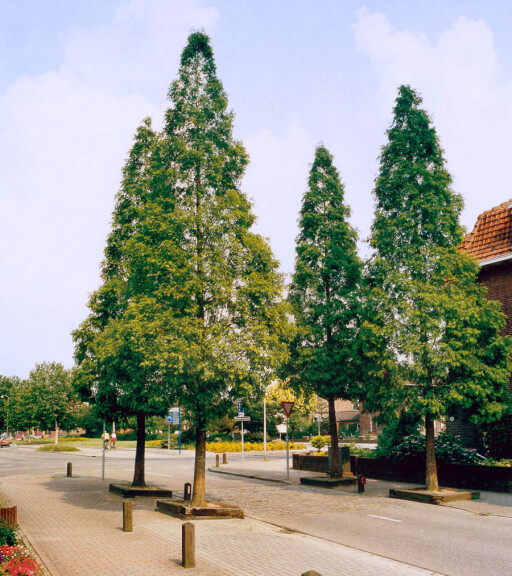 Метасеквойя глиптостробовидная - 2