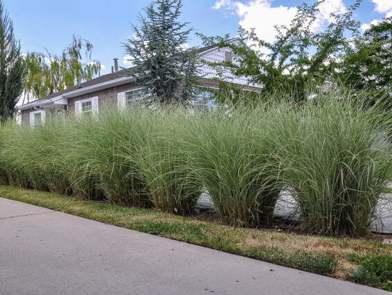 Мискантус китайский 'Morning Light' - 6