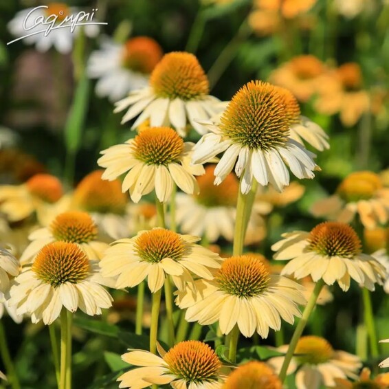 Ехінацея пурпурна 'Mellow Yellow' - 2