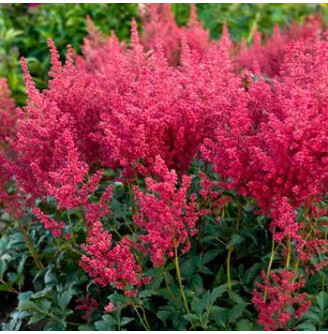 Астільба японська 'Koblenz'