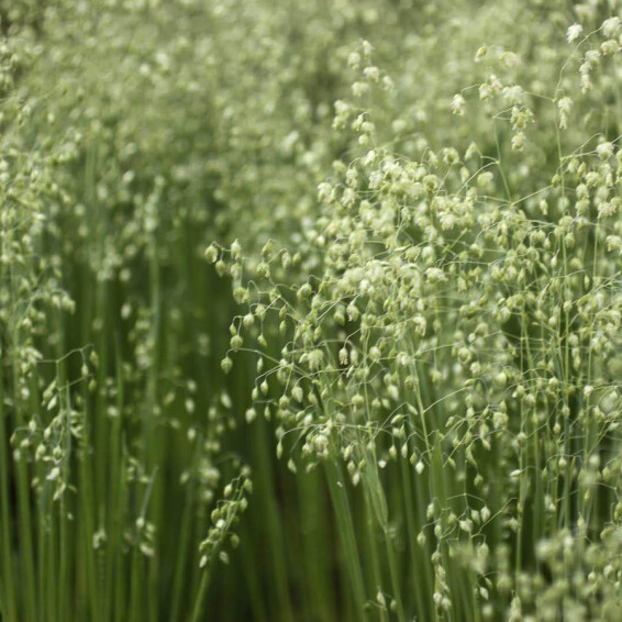 Бриза середня - 3