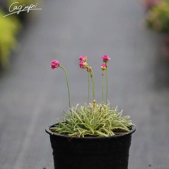 Армерія приморська 'Nifty Thrifty', Р9 - - 3 Армерія приморська 'Nifty Thrifty', Р9 - - 3