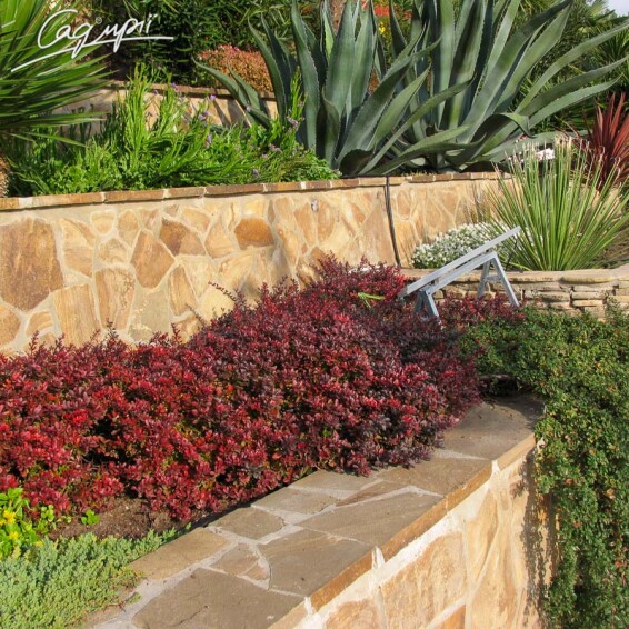 Барбарис Tунберга 'Atropurpurea Nana' - 1