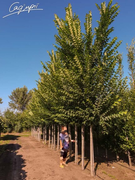 В'яз 'Columella' - 1