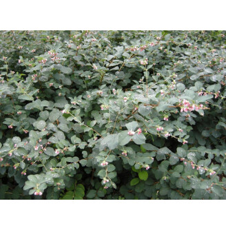 Снігоягідник Доренбоза 'White Hedge'