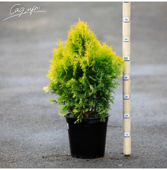 Туя западная 'Jantar'®