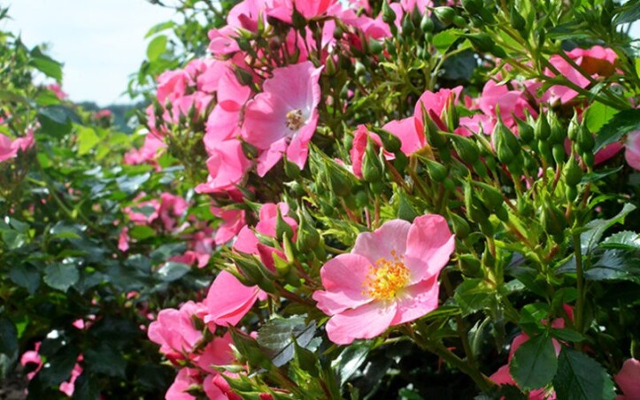 Троянди серії “Bee”: стильна новинка для вашого саду