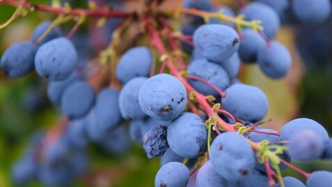 Краски зимнего сада