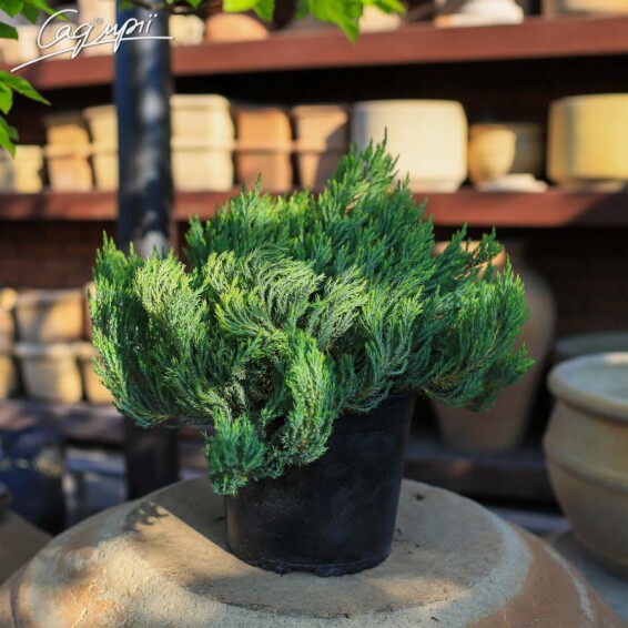 Ялівець горизонтальний 'Grey Pearl' - 4 Ялівець горизонтальний 'Grey Pearl' - 4