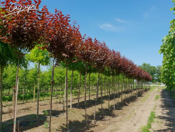 Слива вишнеплодная 'Nigra' #1, WRB 30--40 500+ St. 180-200 - 8 Слива вишнеплодная 'Nigra' #1, WRB 30--40 500+ St. 180-200 - 8