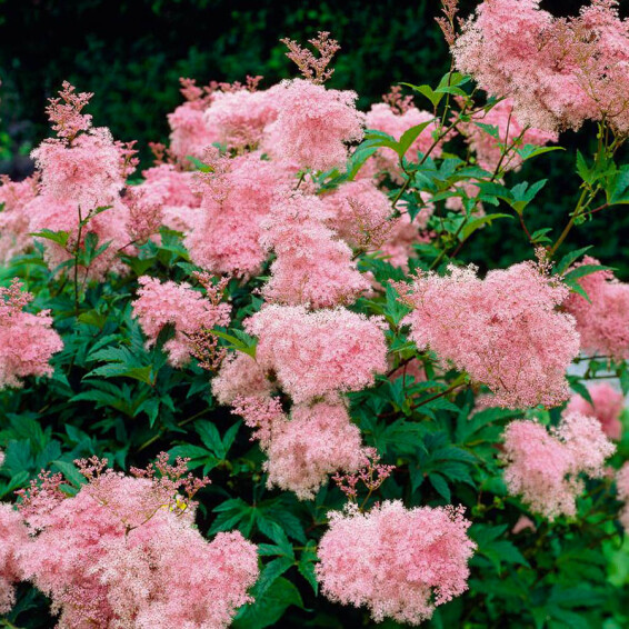 Гадючник червоний 'Venusta Magnifica' - 5