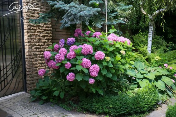 Гортензія крупнолиста 'Bouquet Rose' - 5