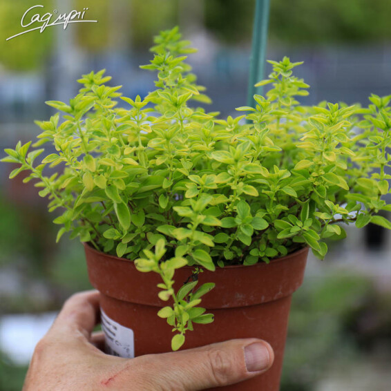 Материнка звичайна 'Compactum' - 3