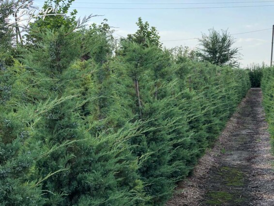 Ялівець віргінський 'Hetz' #3, C3 40-70 - 6