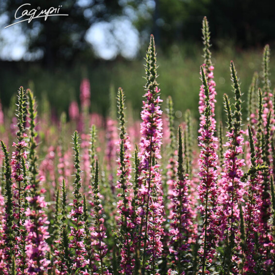Плакун верболистий 'Robert' - 1 Плакун верболистий 'Robert' - 1