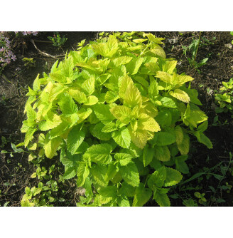 Меліса лікарська 'Aurea'