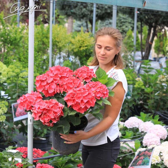 Гортензия крупнолистная 'Masja' - 3