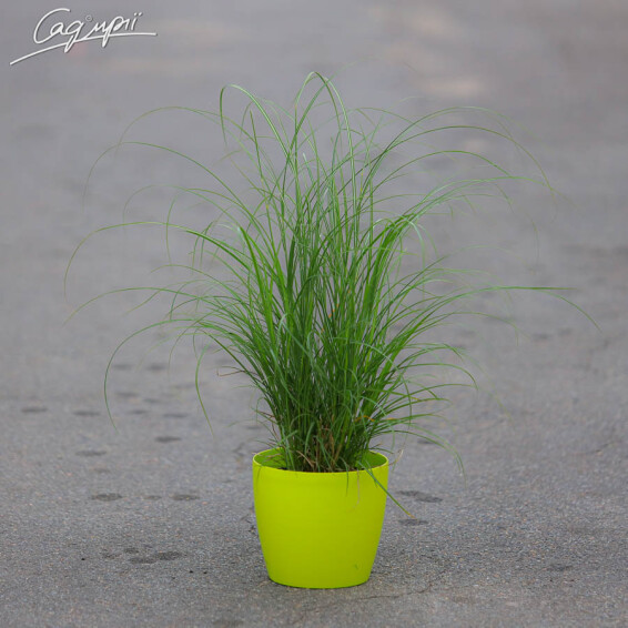 Мискантус китайский 'Yakushima Dwarf' - 2