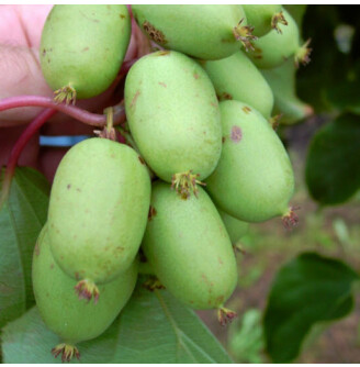 Актінідія гостролиста 'Issai'