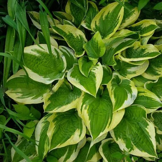 Хоста 'Mama Mia' - 6