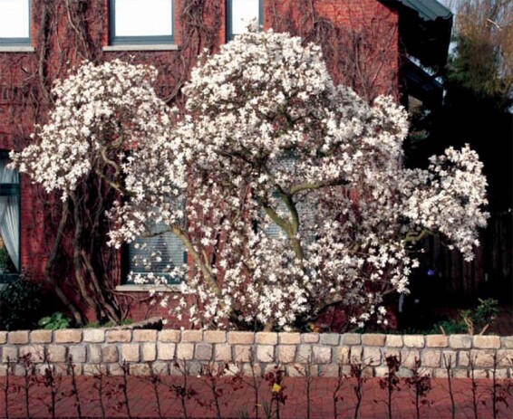 Магнолія зірчаста - 1