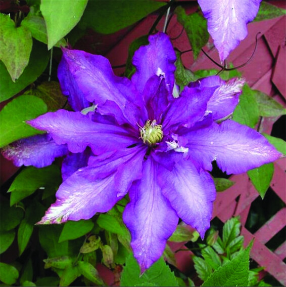 Клематис 'Daniel Deronda' - 1