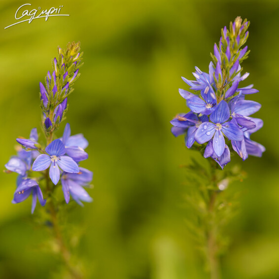 Вероніка австрійська - 1 Вероніка австрійська - 1