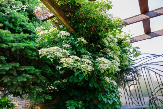 Гортензія черешкова - 4