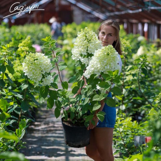 Гортензия метельчатая 'Fraise Melba'® #5, WRB - - 4