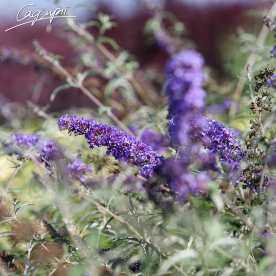 Буддлея Давида 'Nanho Blue' ® - 3 Буддлея Давида 'Nanho Blue' ® - 3