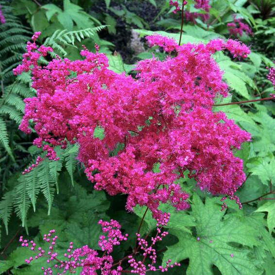 Лабазник в'язолистий 'Kahome' - 2